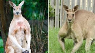 F@*k-off big kangaroo runs riot through country town