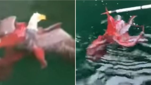 A f@*#en octopus and eagle square off at Canadian fish farm
