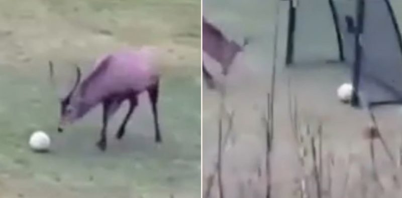 Watch this deer score a goal and celebrate like a bloody pro