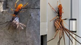Ozzy match-up: Tarantula Hawk Wasp takes on a Huntsman Spider