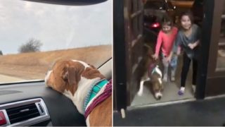 This family dog was returned after being stolen then taken 2000 miles away