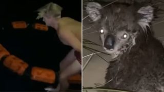 This footage was captured of a bloke rescuing a koala from freezing cold water