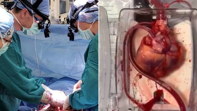 Some bloody clever Doctors have discovered way bring dead heart back to life