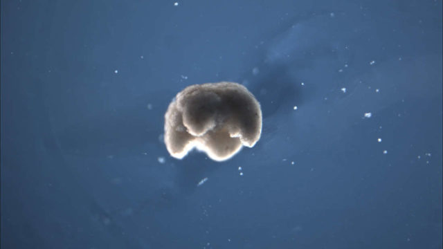 Scientists have created first ‘living robots’ in a lab made of real cells