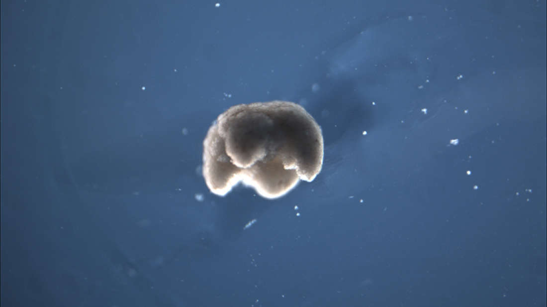 Scientists have created first ‘living robots’ in a lab made of real cells