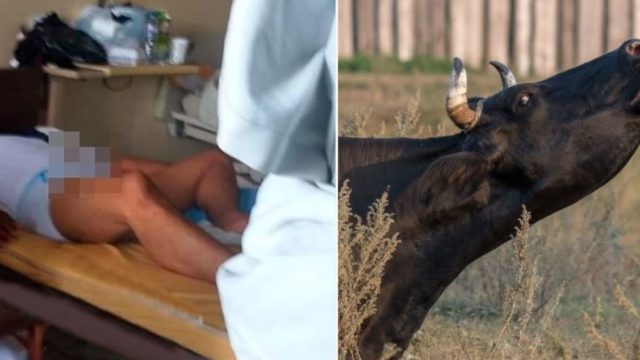 Bloke hospitalised with three-day raging moby after taking bull medication