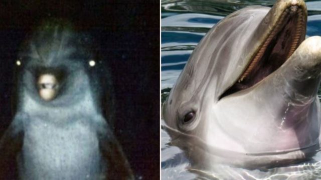 Iran might have a fleet of trained Kamikaze dolphins
