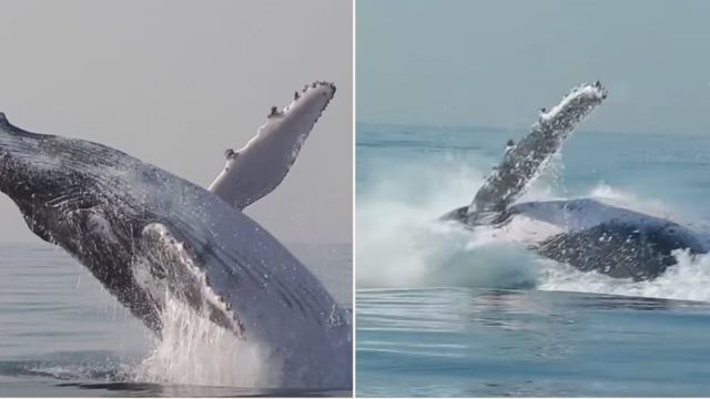 This epic bloody video showed 40 tonne Whale leaping completely out of water