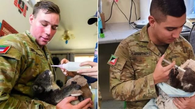 Aussie soldiers are caring for injured koalas when on break from fighting bushfires