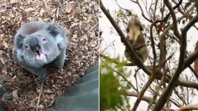 People have only just learned how bloody strange Koalas sound