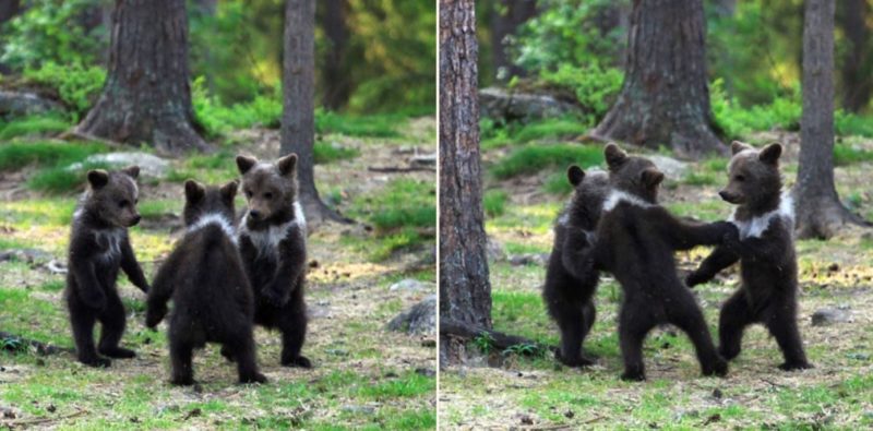 Finnish bloke somehow managed to photograph these bear cubs dancing in the wild