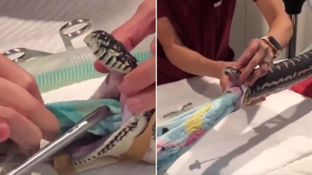 Vets remove entire bloody beach towel from python’s stomach