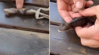 This absolute legend of a Firefighter saved a lizards life with CPR