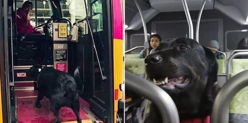 Legendary dog catches the bus to the dog park – by itself – every day