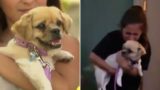 The moment a lost dog is reunited with its family 18 months after going missing