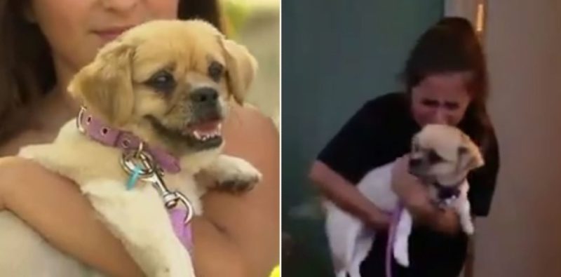 The moment a lost dog is reunited with its family 18 months after going missing