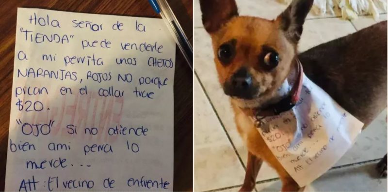 Quarantined Mexican bloke sends pooch to the store to get Cheetos