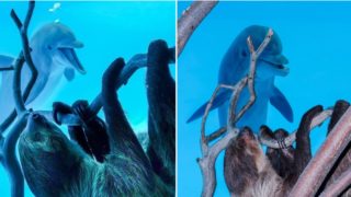Cheeky dolphins get excited over a sloth coming to say G’day on private Zoo tour