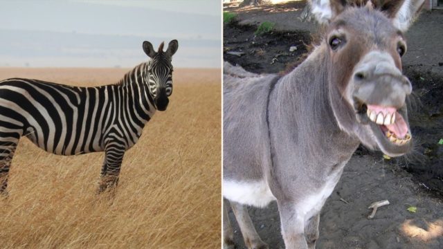 Zebra has a baby zonkey after getting frisky with a donkey