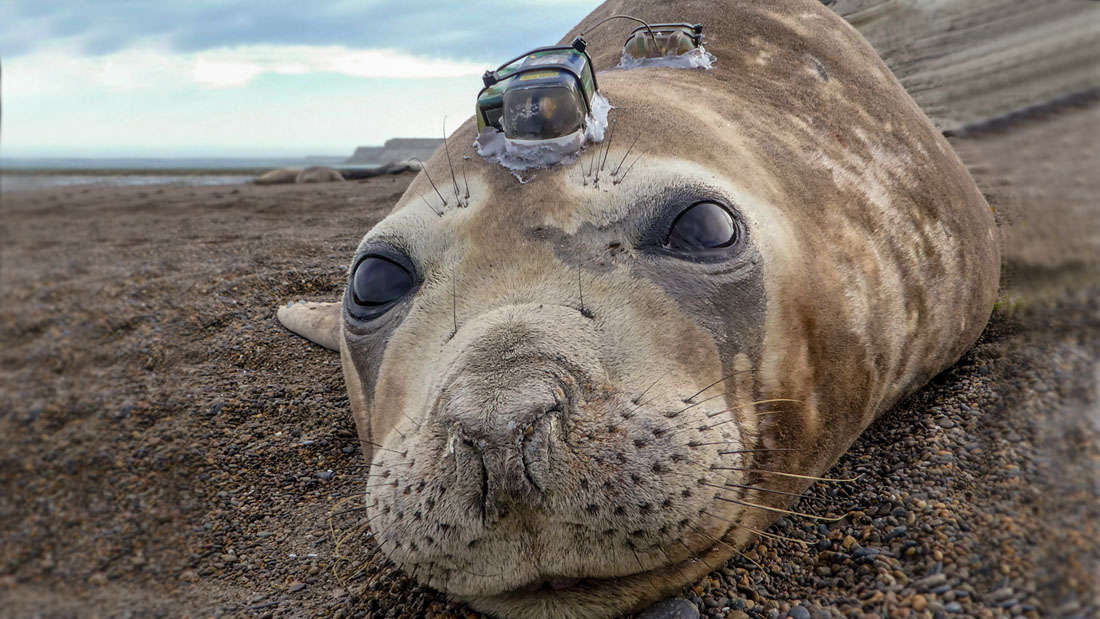 Seal-cam reveals squid escape predators by f@#*en dazzling them with light