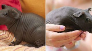 If you’ve ever dreamt of owning a pocket-sized hippo, here’s ya bloody chance!