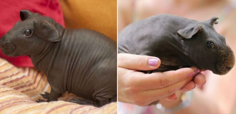 If you’ve ever dreamt of owning a pocket-sized hippo, here’s ya bloody chance!