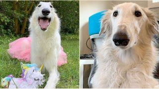 Dog with ‘world record’ 12-inch long snout has become an internet sensation