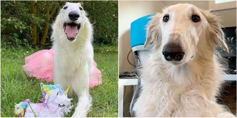 Dog with ‘world record’ 12-inch long snout has become an internet sensation