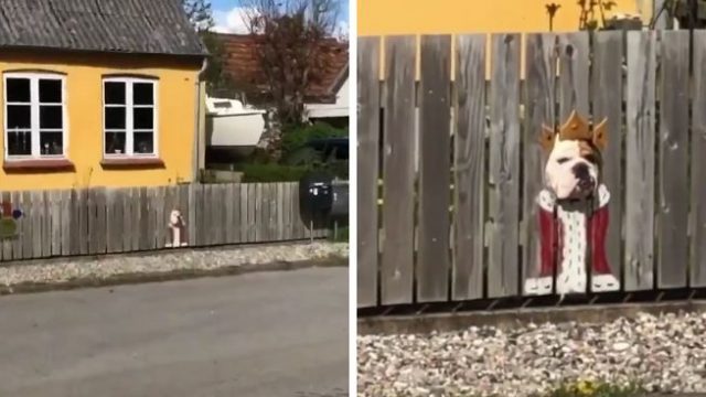 Legends paint costumes on fence after discovering their dog loves to stare through fence