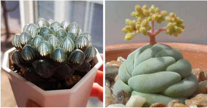 Check out these mintox f**ken succulents!