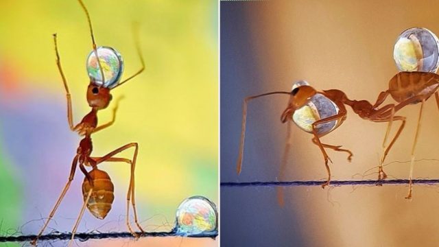 Woman’s smartphone photos of hardworking Ants has been awarded