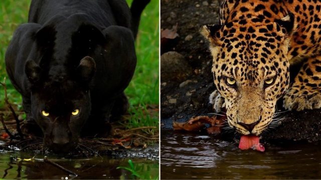 One in a million pic of leopard and panther together has gone gangbusters online