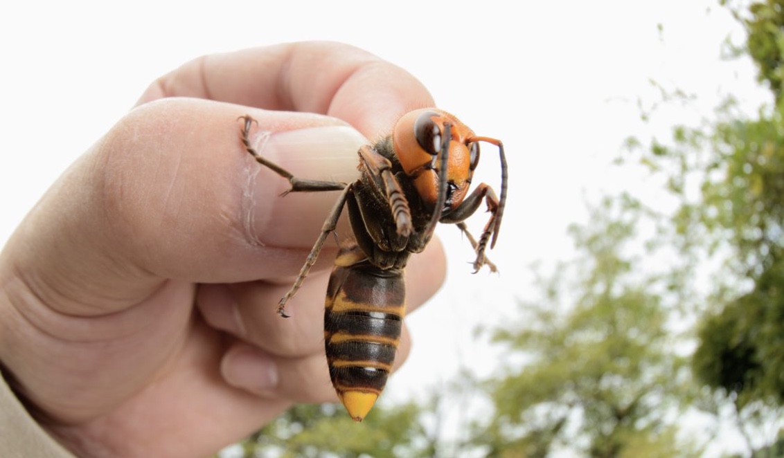 Watch what it is like to be stung by a “MurderHornet”