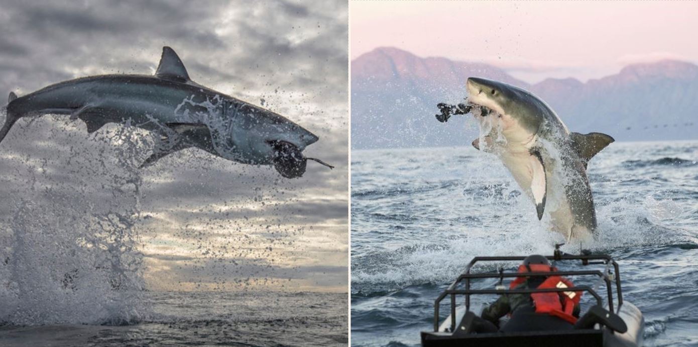 Great White Shark leaps 5 metres out of the air, highest ever seen