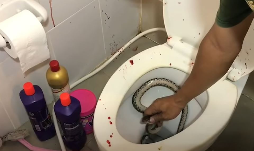 Snake bites a poor dude while he was using the toilet