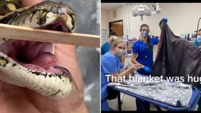 Vets remove entire bloody blanket from hungry snake’s stomach