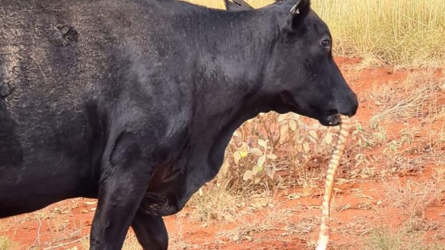 Cow caught casually eating snake in outback Australia