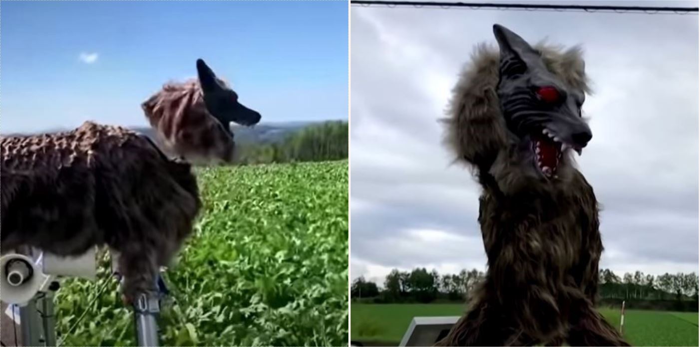 Japanese town erects monster wolves to deter wild bears