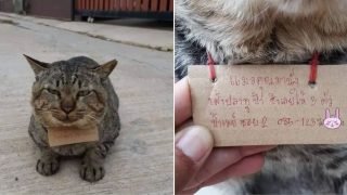 Cat missing for three days returns home with note around his neck