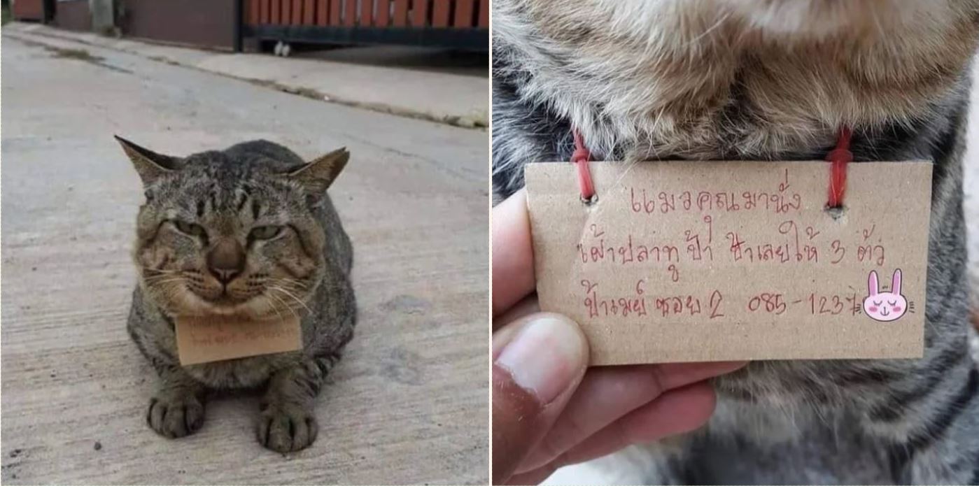 Cat missing for three days returns home with note around his neck