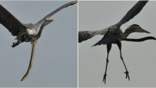 Crazy moment eel says “yeah nah” and escapes bird’s stomach