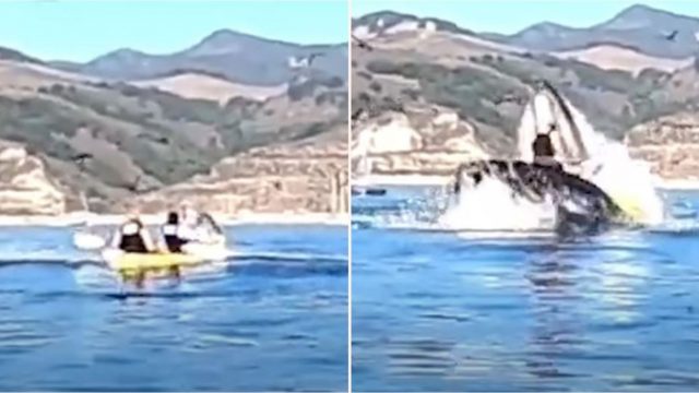 Footage captures the moment a humpback whale flips kayakers over