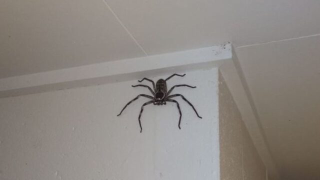 Aussie bloke’s been living with this humongous spider for the last year