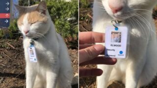 Hospital hires cat as security guard and even gives it a bloody staff ID