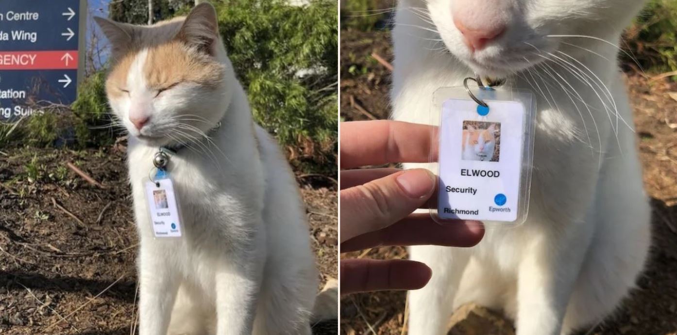 Hospital hires cat as security guard and even gives it a bloody staff ID