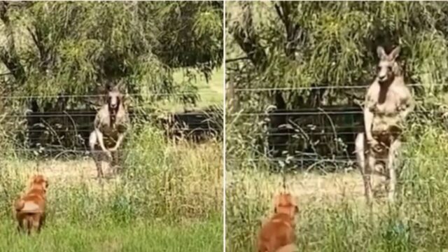 Moment bloody swole kangaroo flexes and stares down annoying barking dog