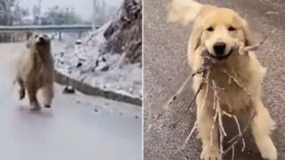 Golden Retriever fetches stick on icy road – the results are good value