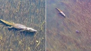 The moment a bull shark comes face to face with a croc in Oz