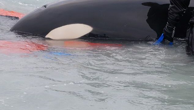 Stranded Orca Killer Whale rescued from beach