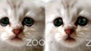 Lawyer accidentally gets stuck on cat mode in virtual court case